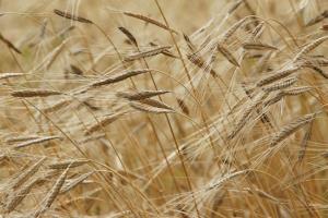 Simbolična fotografija: Žito